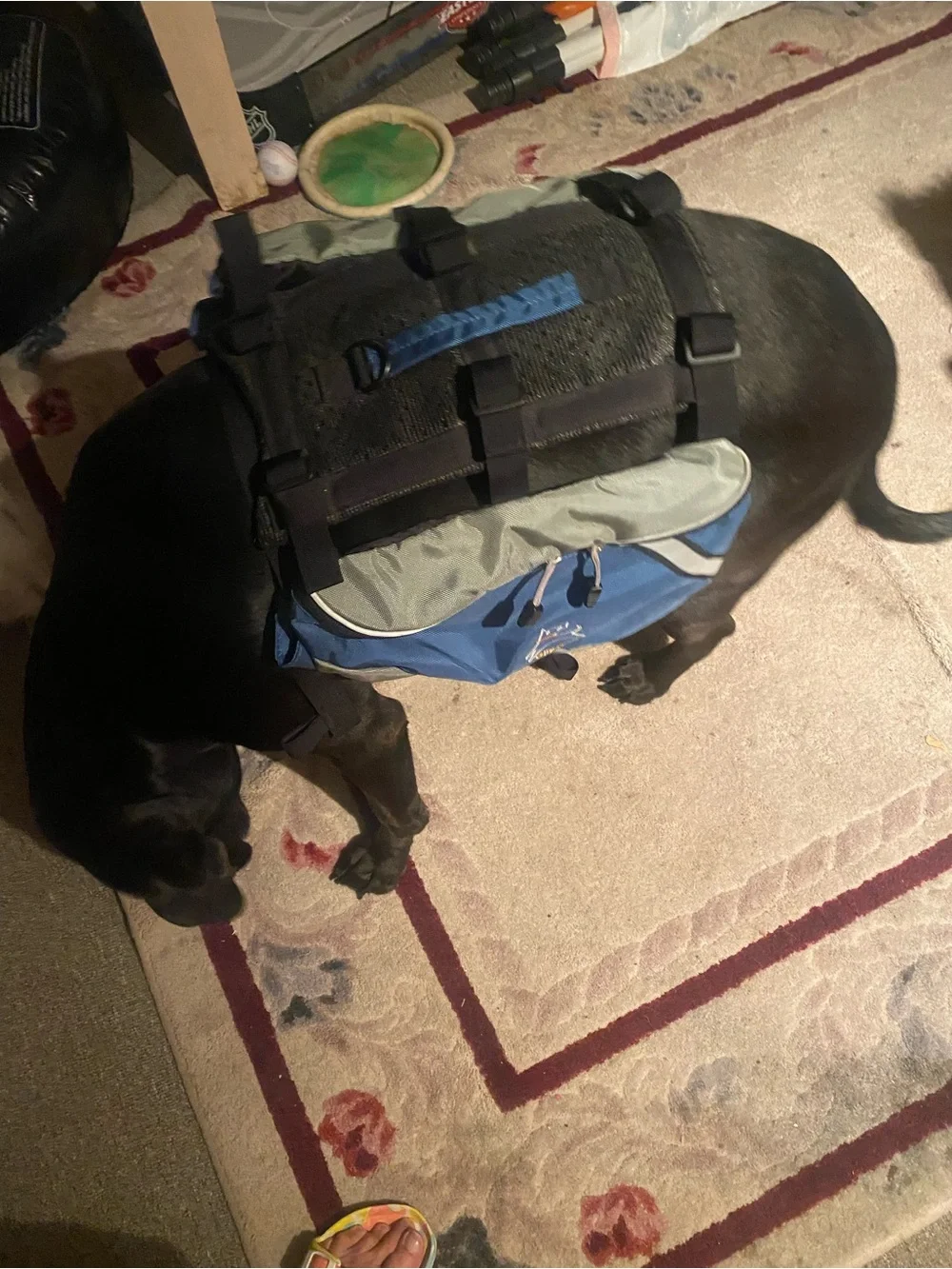 Ollie Dog Black Pet Backpack for Hiking